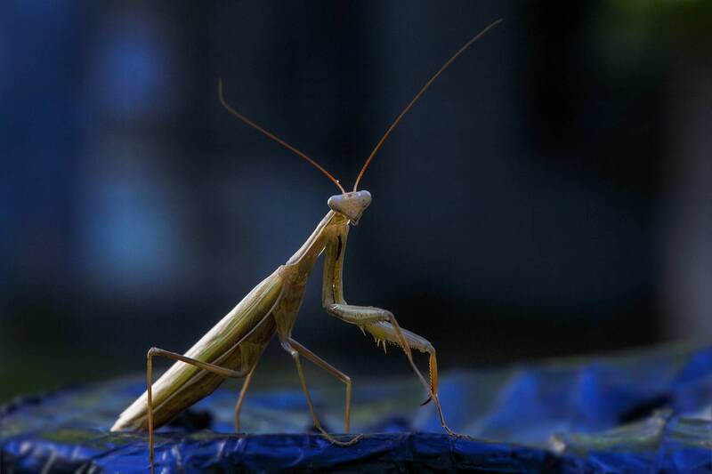 богомол Утренний Mantis фото превью