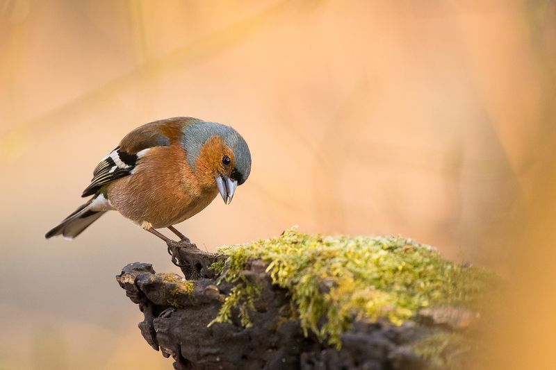 Finch фото превью