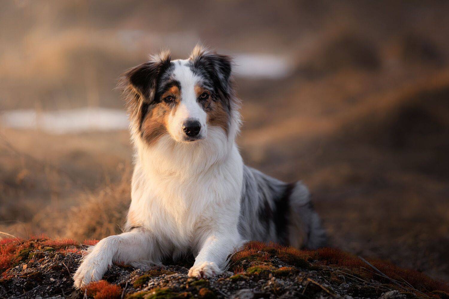 , Шерскова Мария