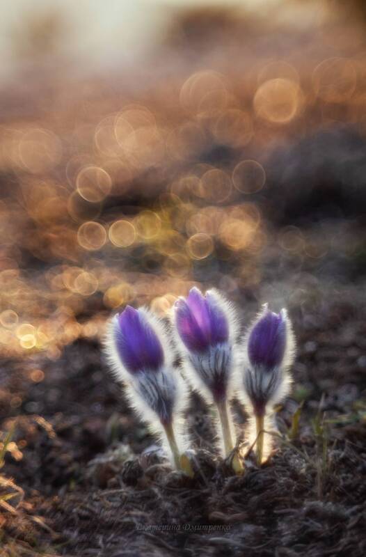 крым, цветы, сон-трава, гелиос, макро, прострел крымский, весна, боке Время сон-травы фото превью