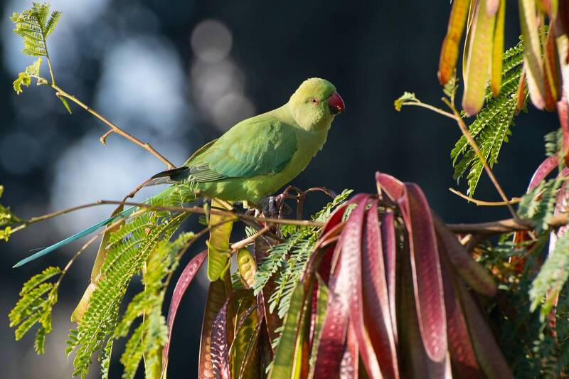 *Февраль, погожее утро... фото превью