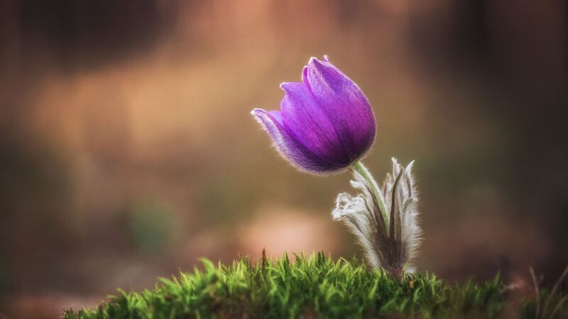 Пробуждение фото превью