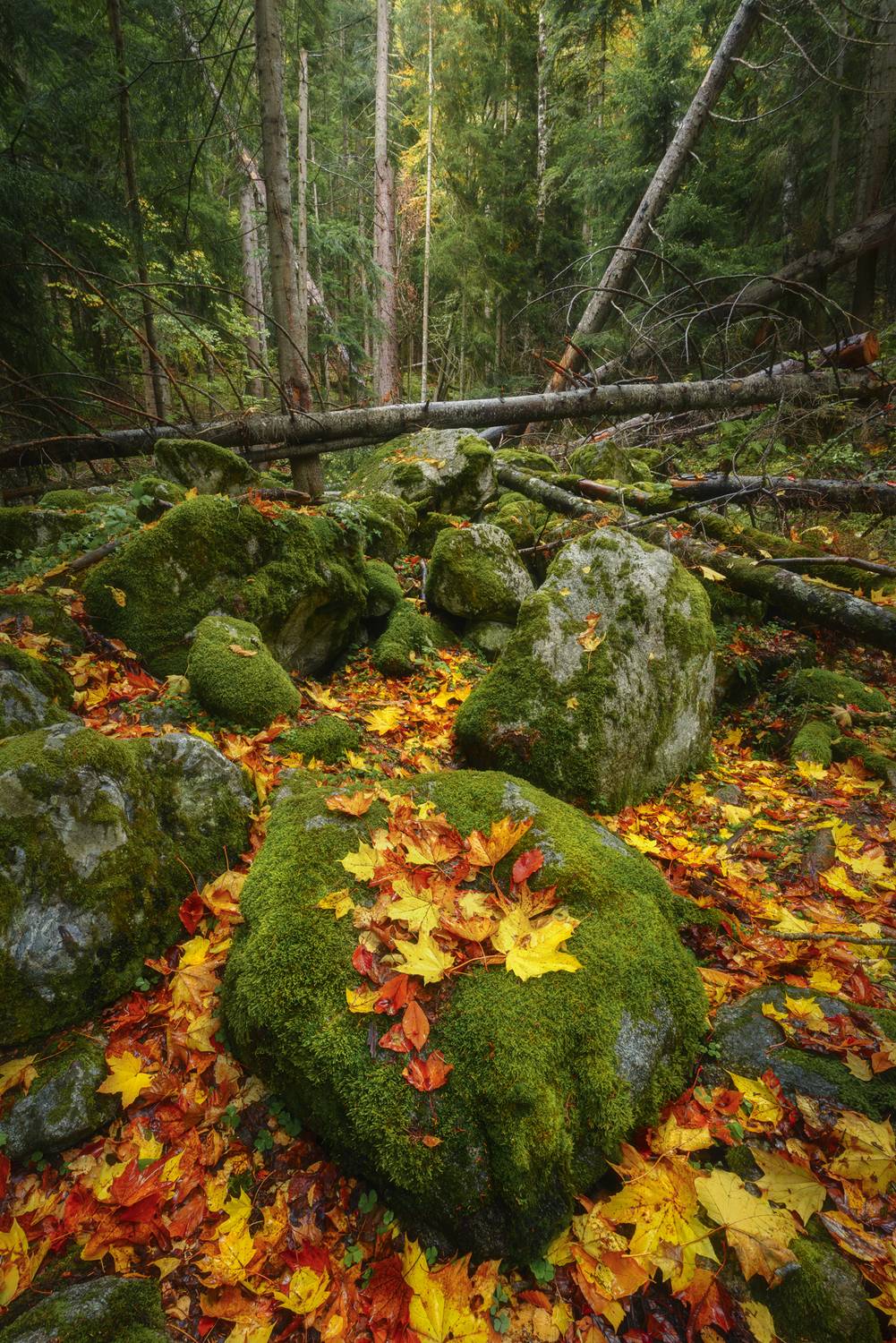лес, горы, осень, кавказ, Растворов Игорь