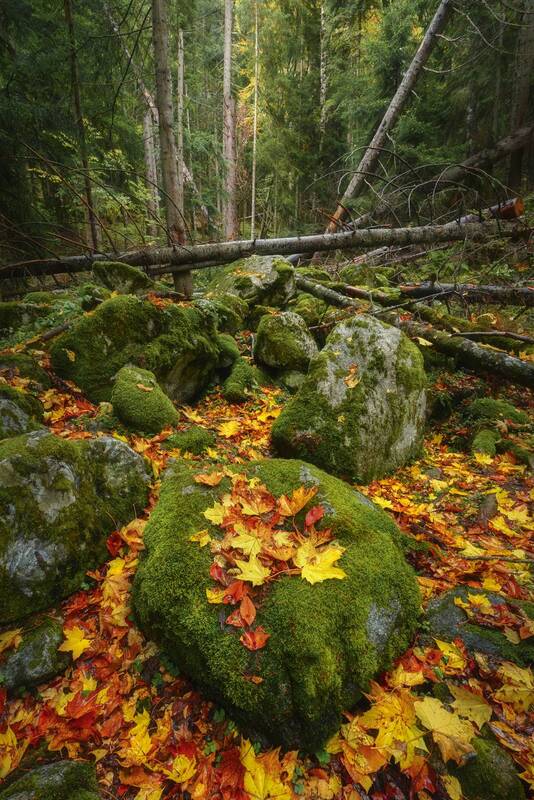 лес, горы, осень, кавказ Осенняя симфония фото превью