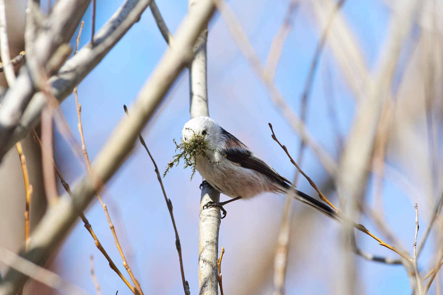 Aegithalos caudatus, ополовник, Павел Сторчилов
