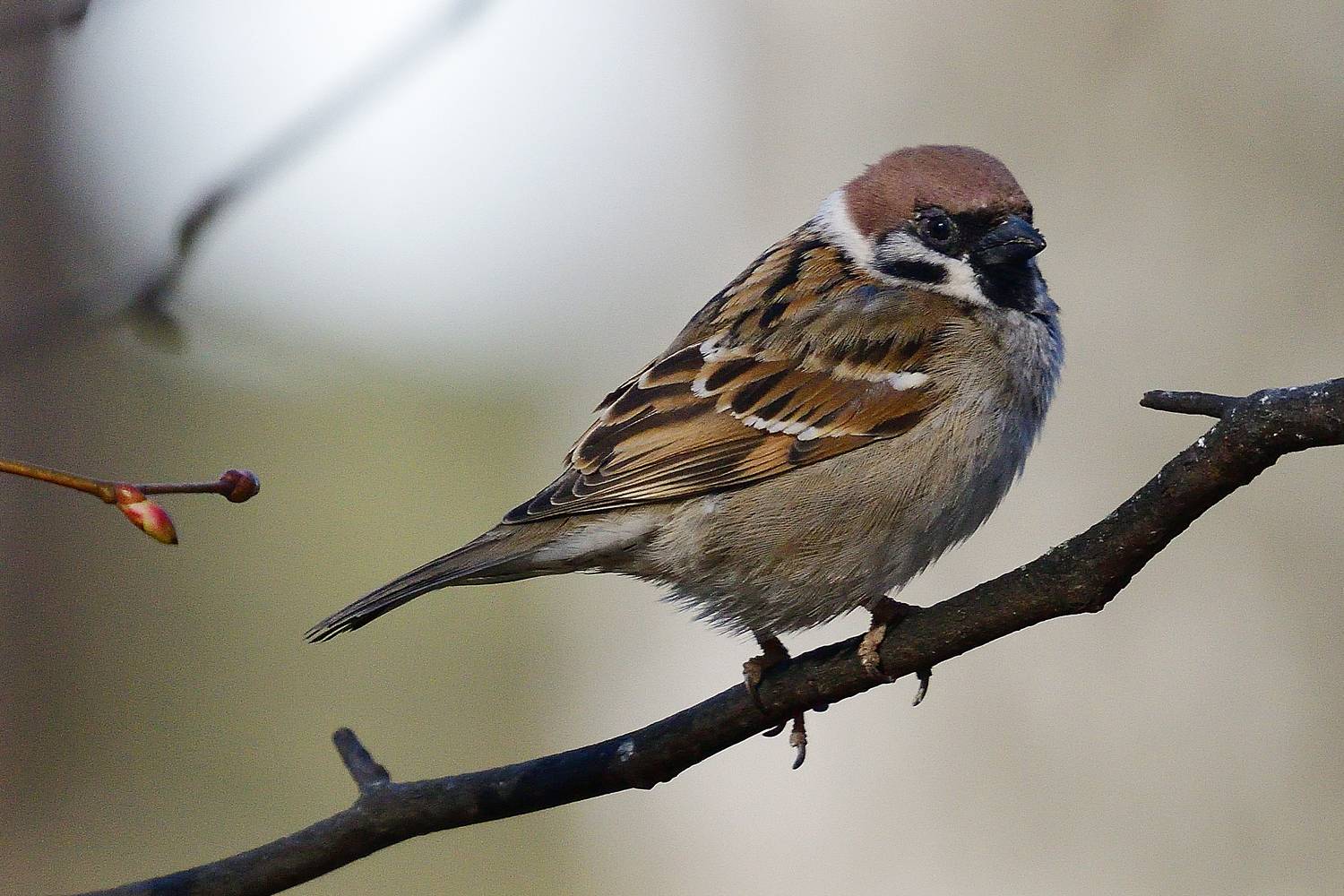 , Корнейчук Игорь