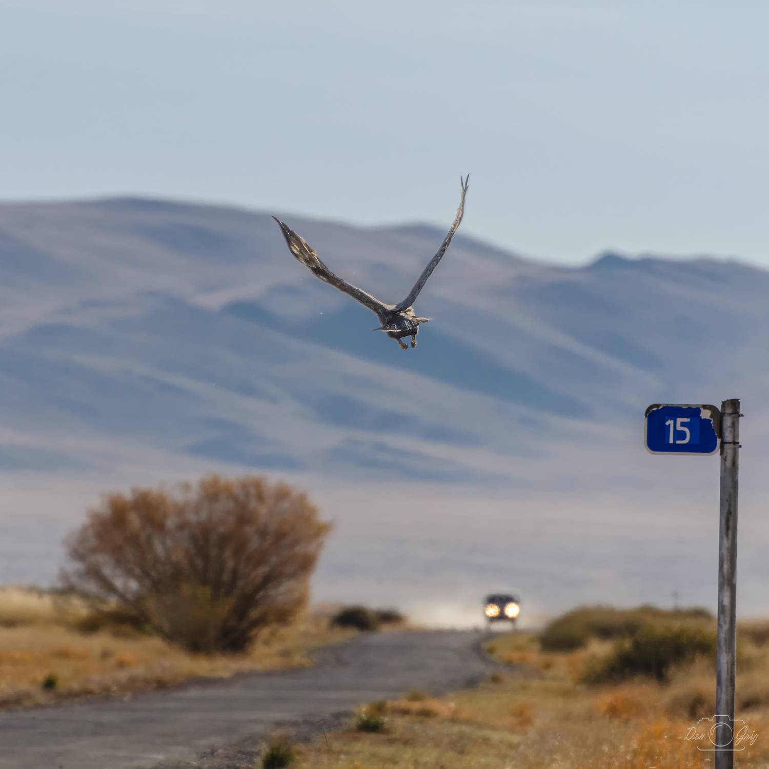 алтай, орел, Григорашев Денис