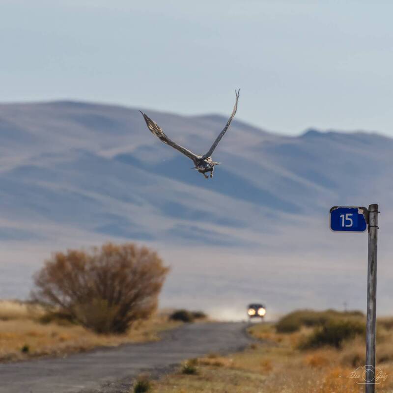 алтай, орел Встреча фото превью