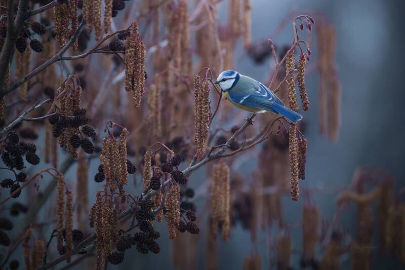 лес, поля, огороды, природа, птицы, животные, макро Ранним весенним утром фото превью