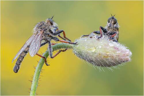 Ктырь.Robber fly.