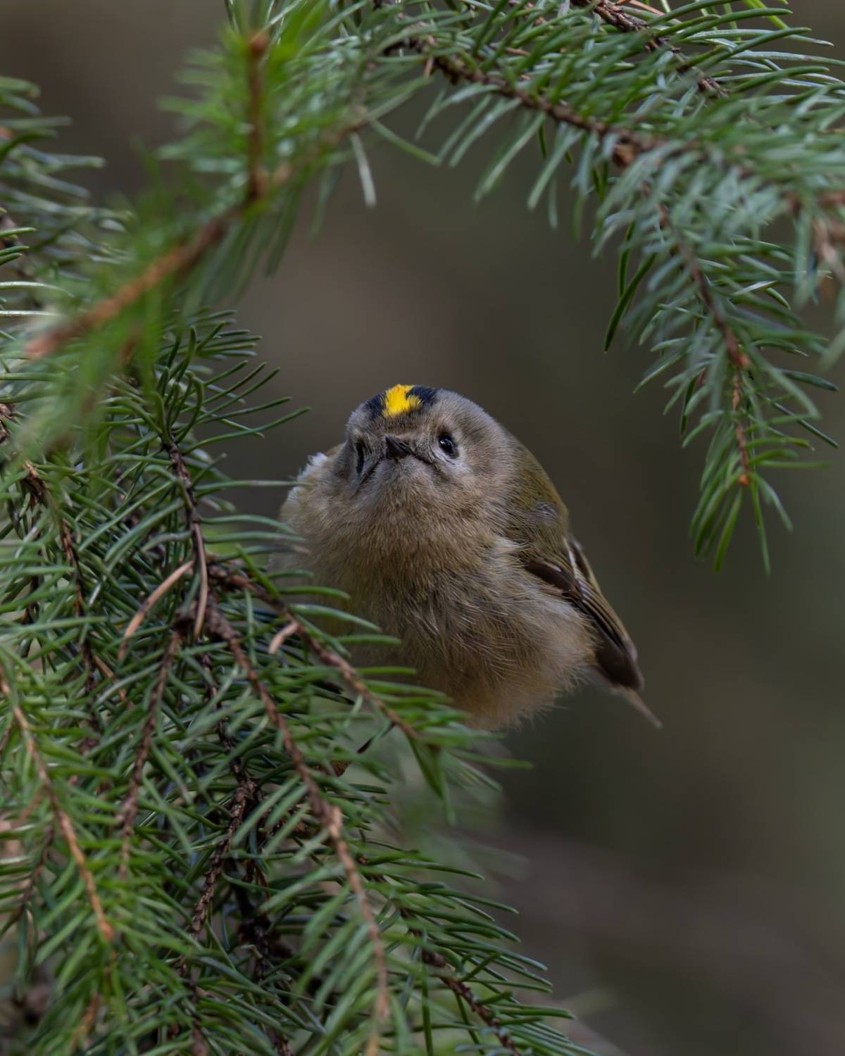 желтоголовый королек, королек, птицы, Ruslan Pl