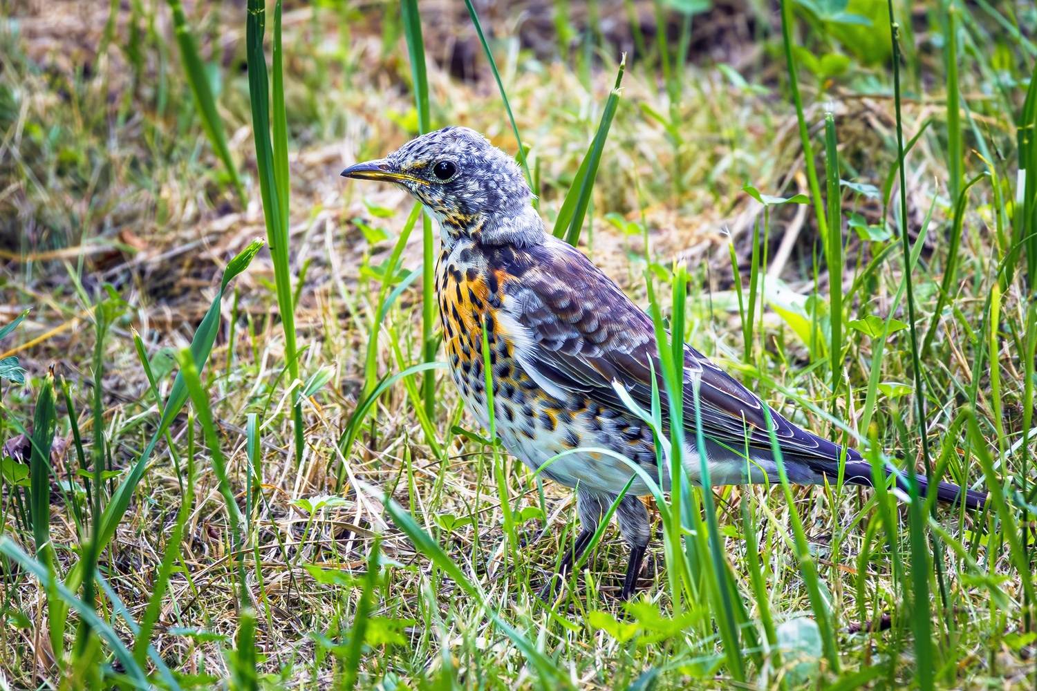 рябинник, Алексей Волков