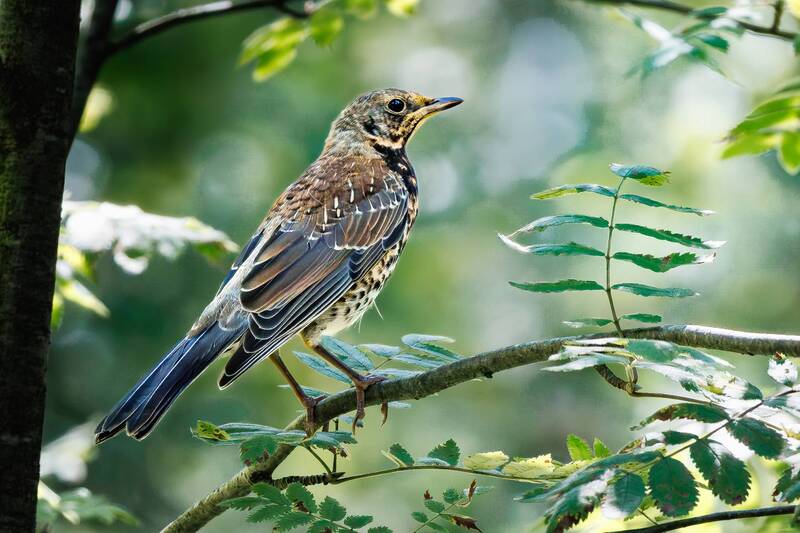 рябинник  фото превью