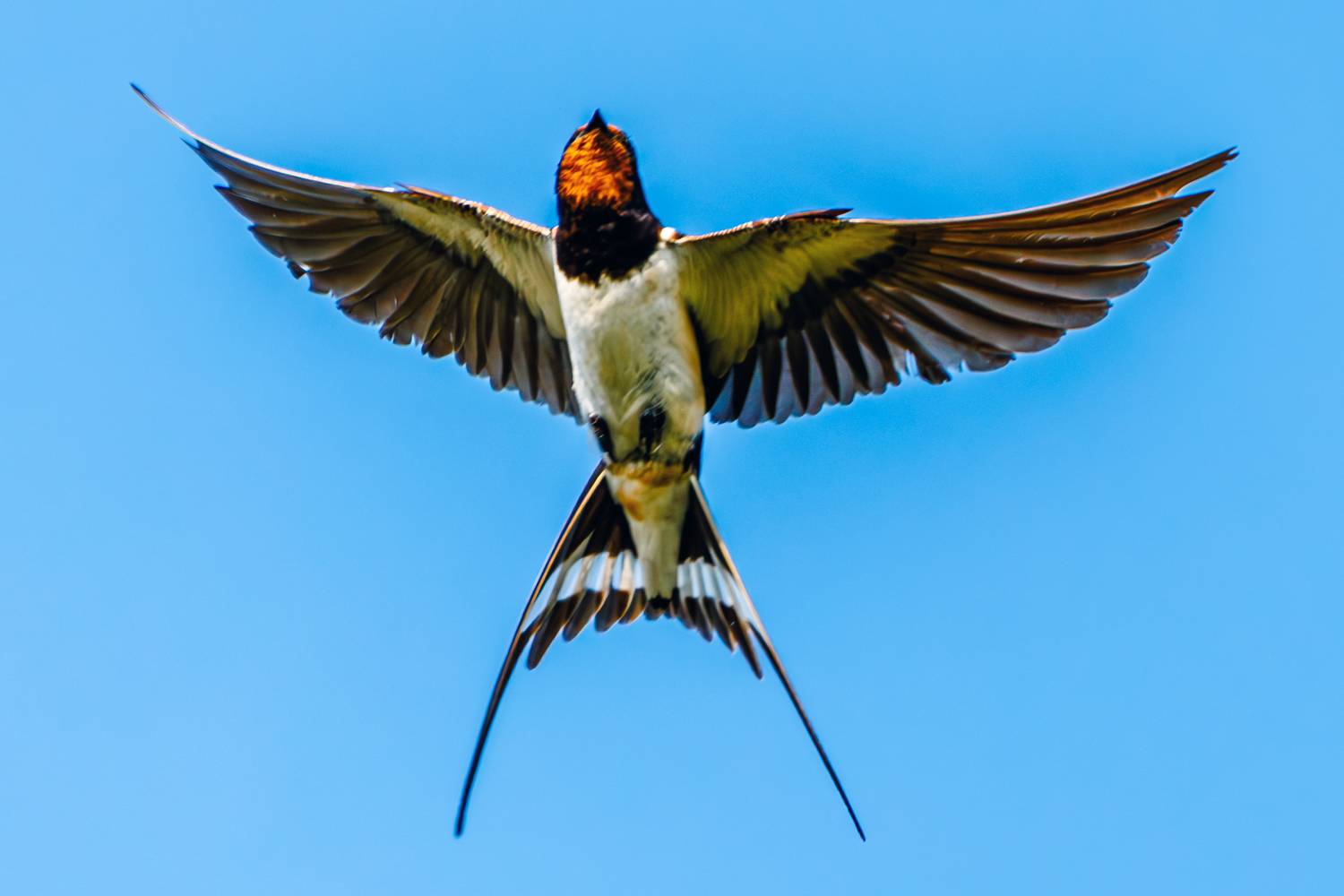 Ласточка, Алексей Волков