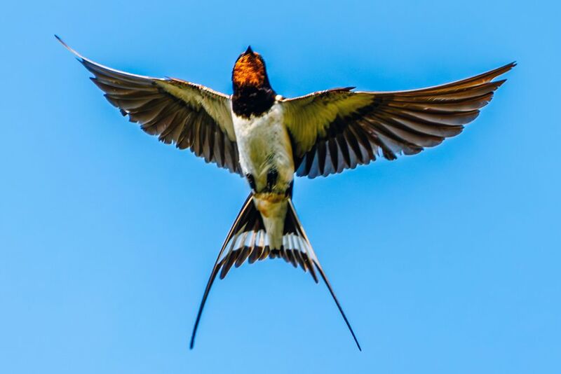 Ласточка  фото превью