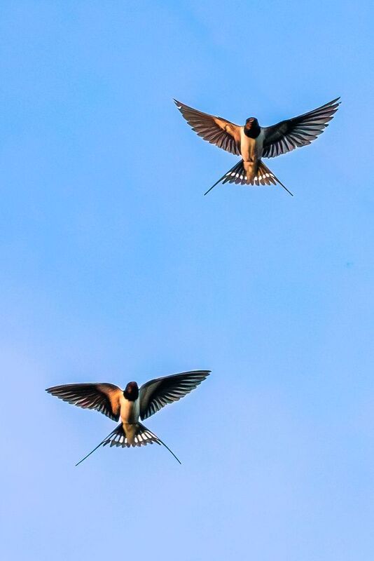 Ласточка  фото превью