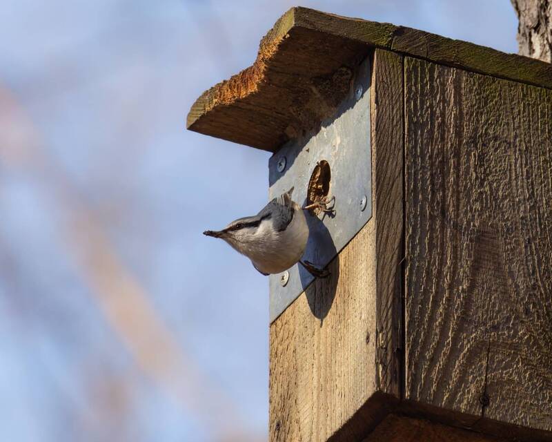скворечник, поползень, птицы Квартира занята! фото превью