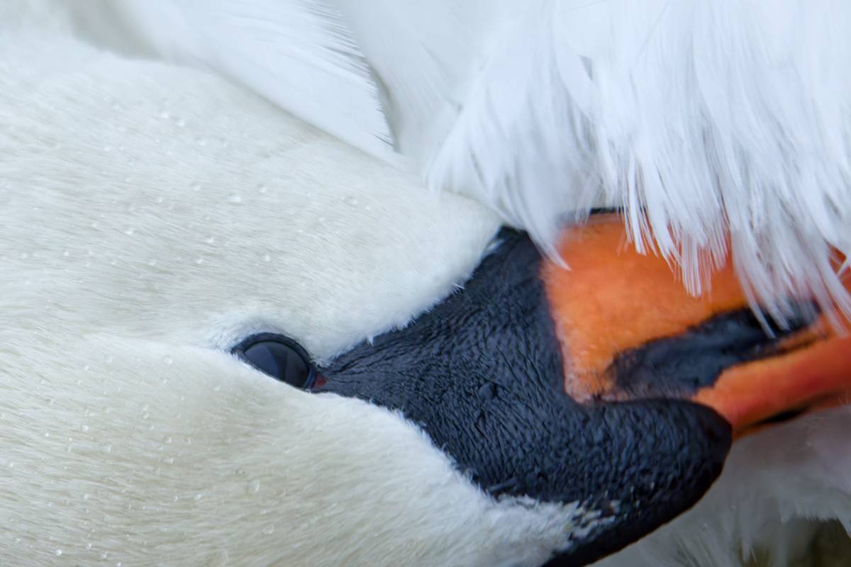 лебедь, питца, swan, Хилько Марина