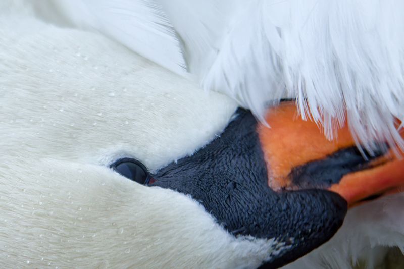 лебедь, питца, swan Белоснежный уход фото превью