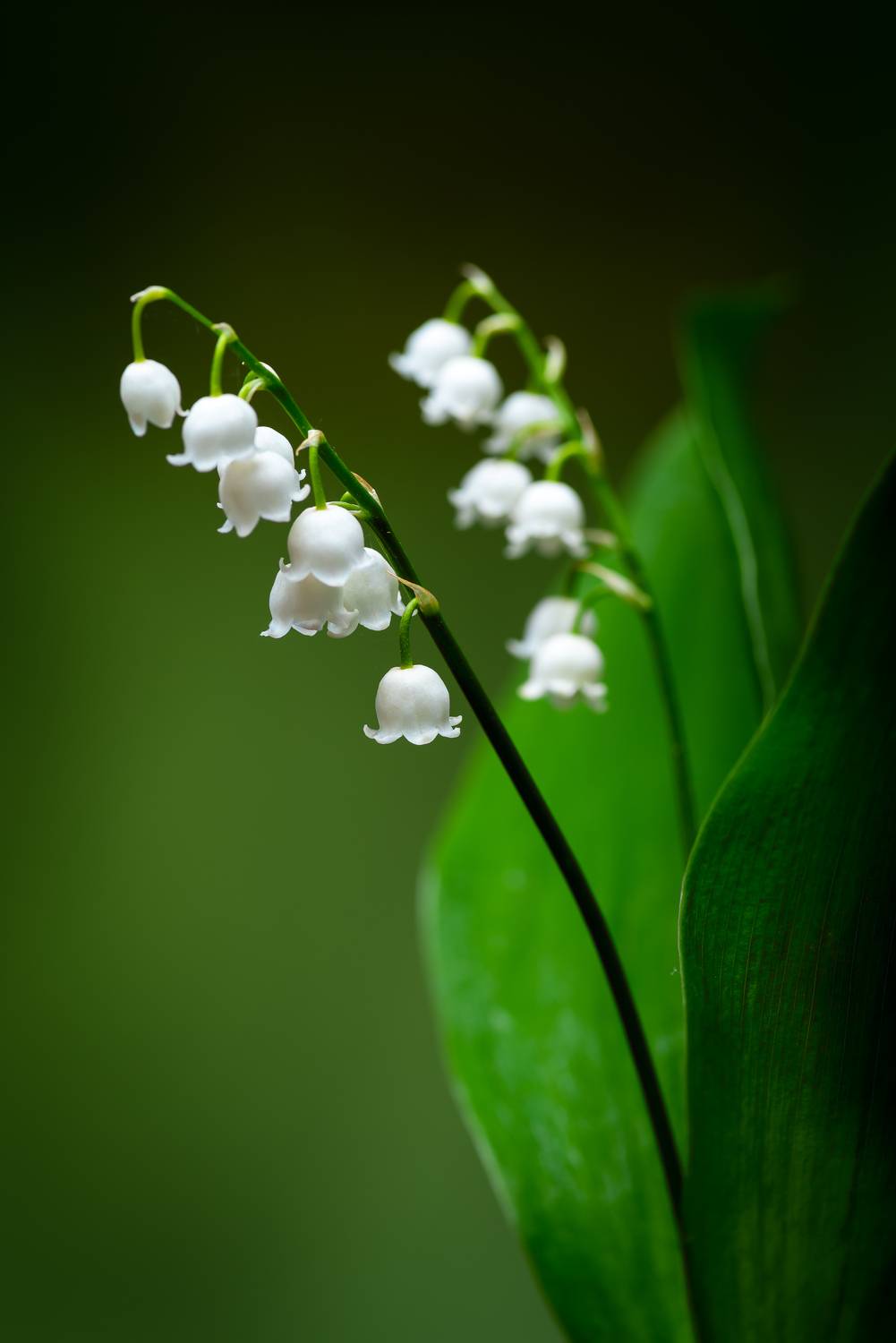 , Маркин Алексей