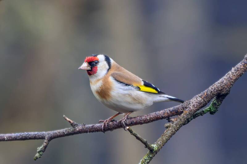 Черноголовый щегол фото превью