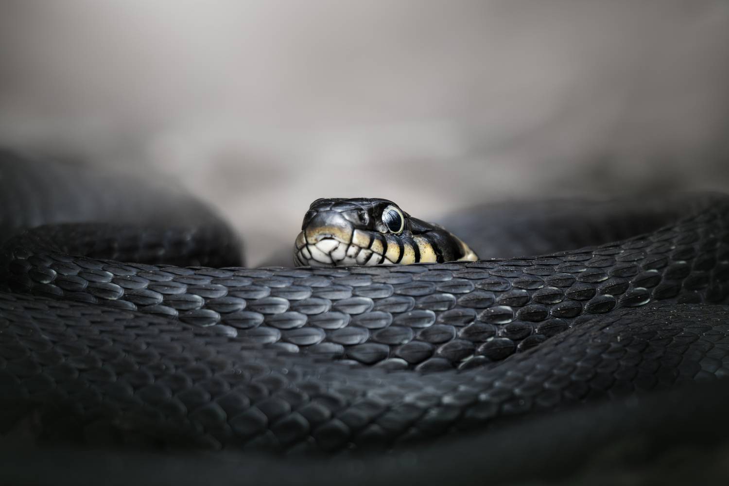 , Полина Шальнева