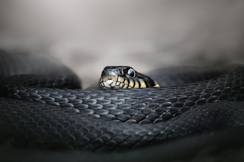 Наблюдает за весной фото превью