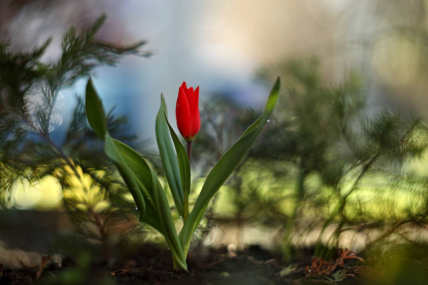 , Колобошников Эдуард