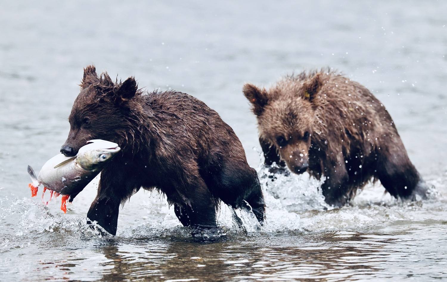 , Леонид Голубков