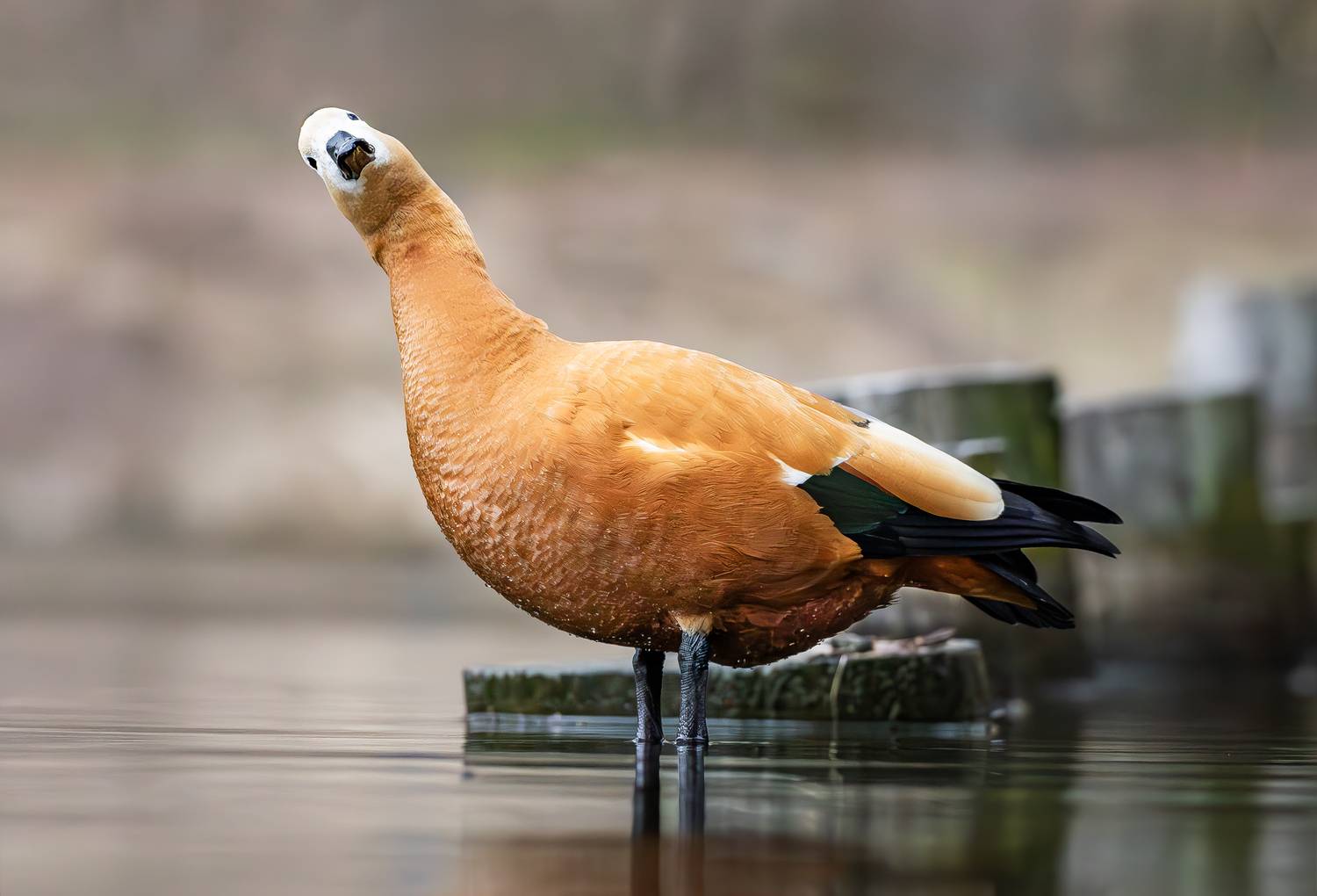 огарь, птицы, птицы мира, орнитология, живая природа, утка, утки, царицыно, птицы москвы, дикий мир, фотоохота, парк царицыно, весна, апрель, Жгилёв Сергей