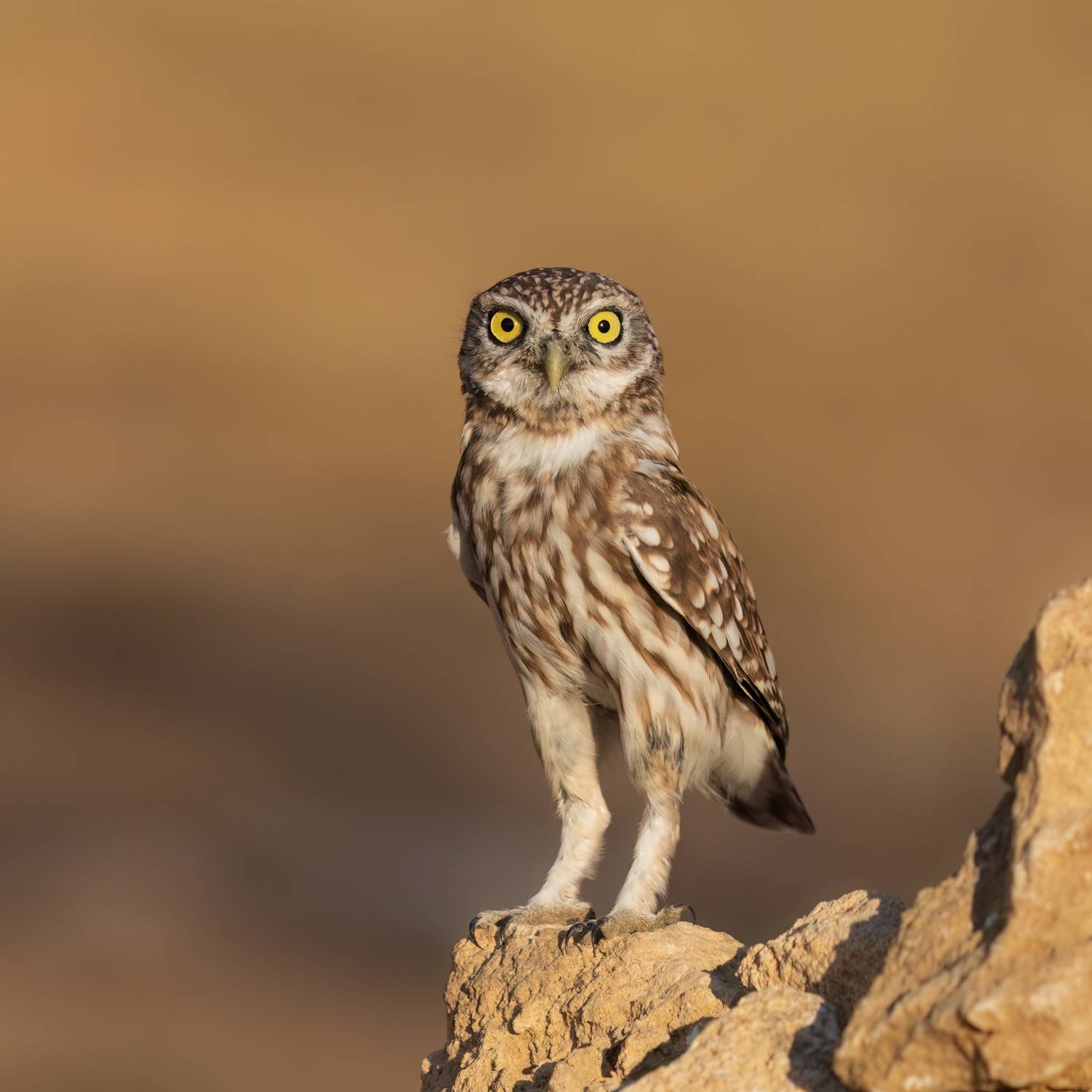 , Фруман Евгений