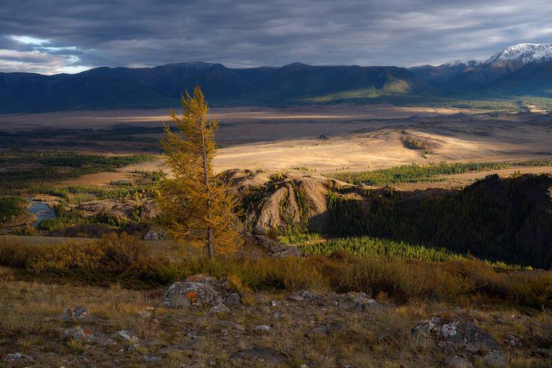осень, алтай, пейзаж, свет, лиственница Утро фото превью