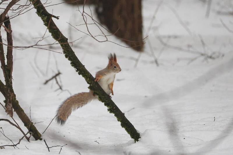 белка, кусково, москва *** фото превью