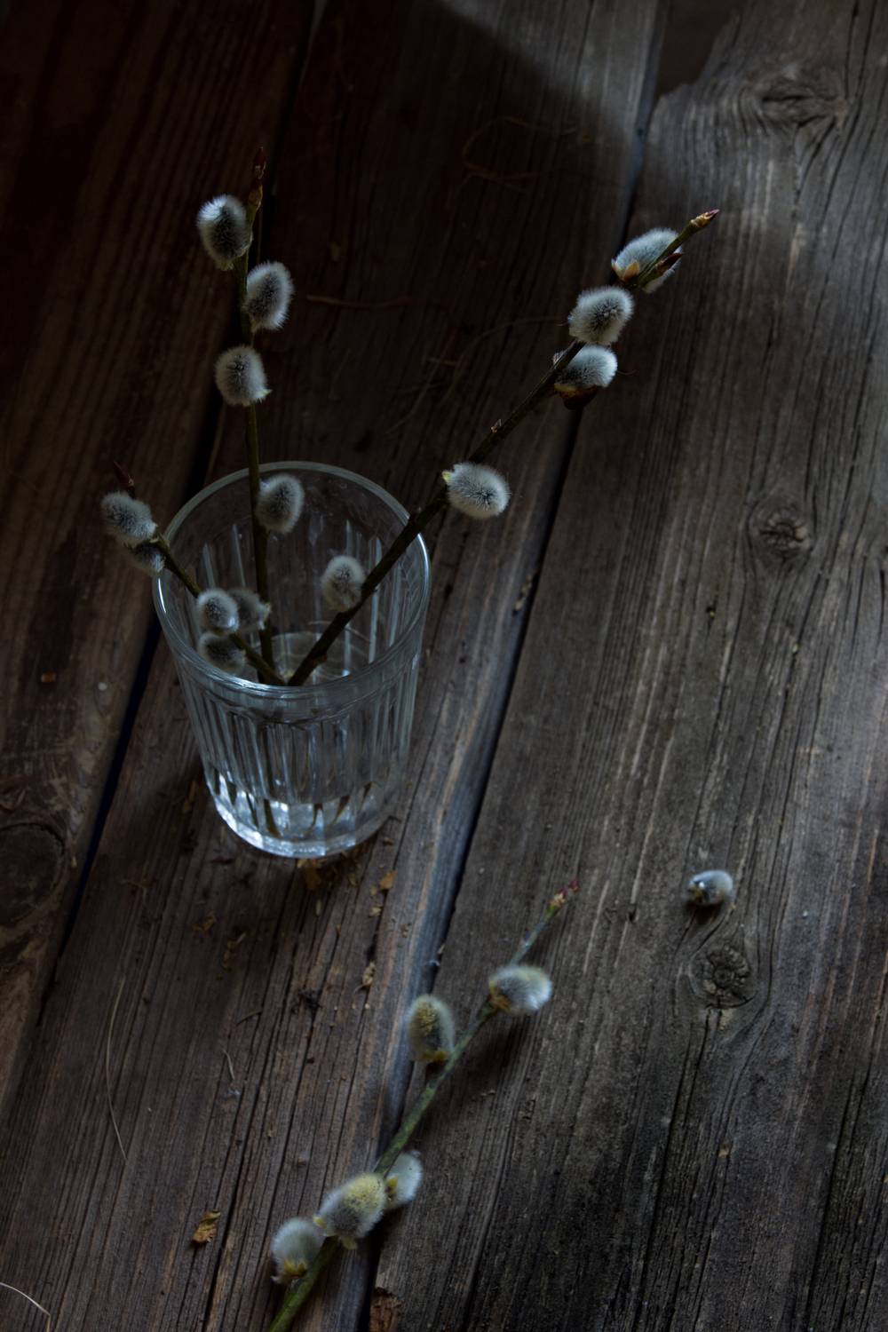 верба, Колеснева Елена