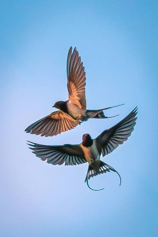 ласточка  фото превью