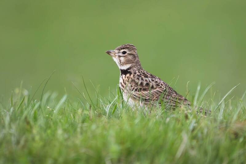 melanocorypha calandra, жаворонковые, жаворонок, степной жаворонок, джурбай, птицы, калмыкия, ставрополье, маныч, степь Голос весенней степи фото превью