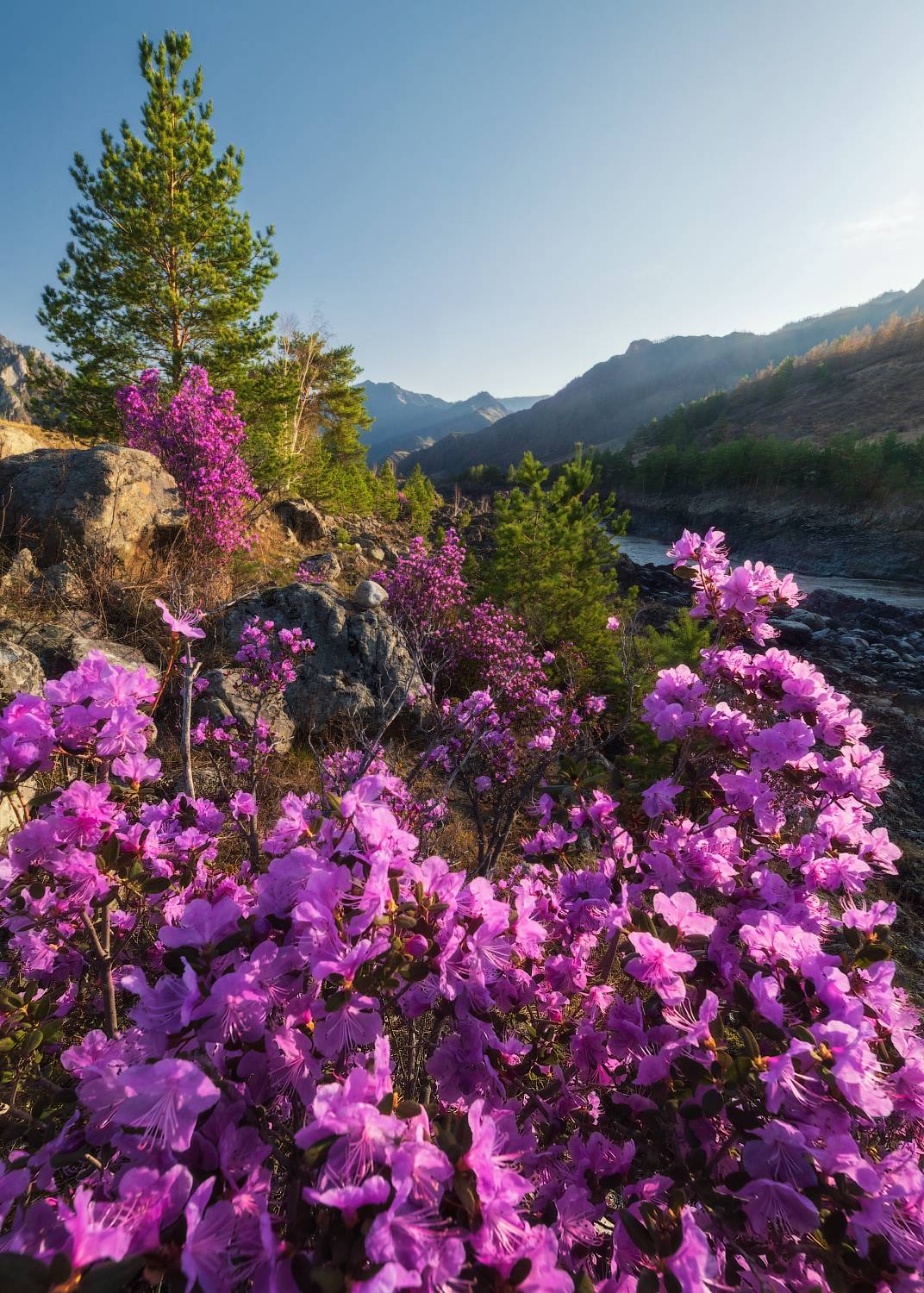 алтай, маральник, весеннее цветение, республика алтай, горный алтай, катунь, чемал, чемальский район, рододендрон, рододендрон ледебура, весна, апрель, Алёна Рубан