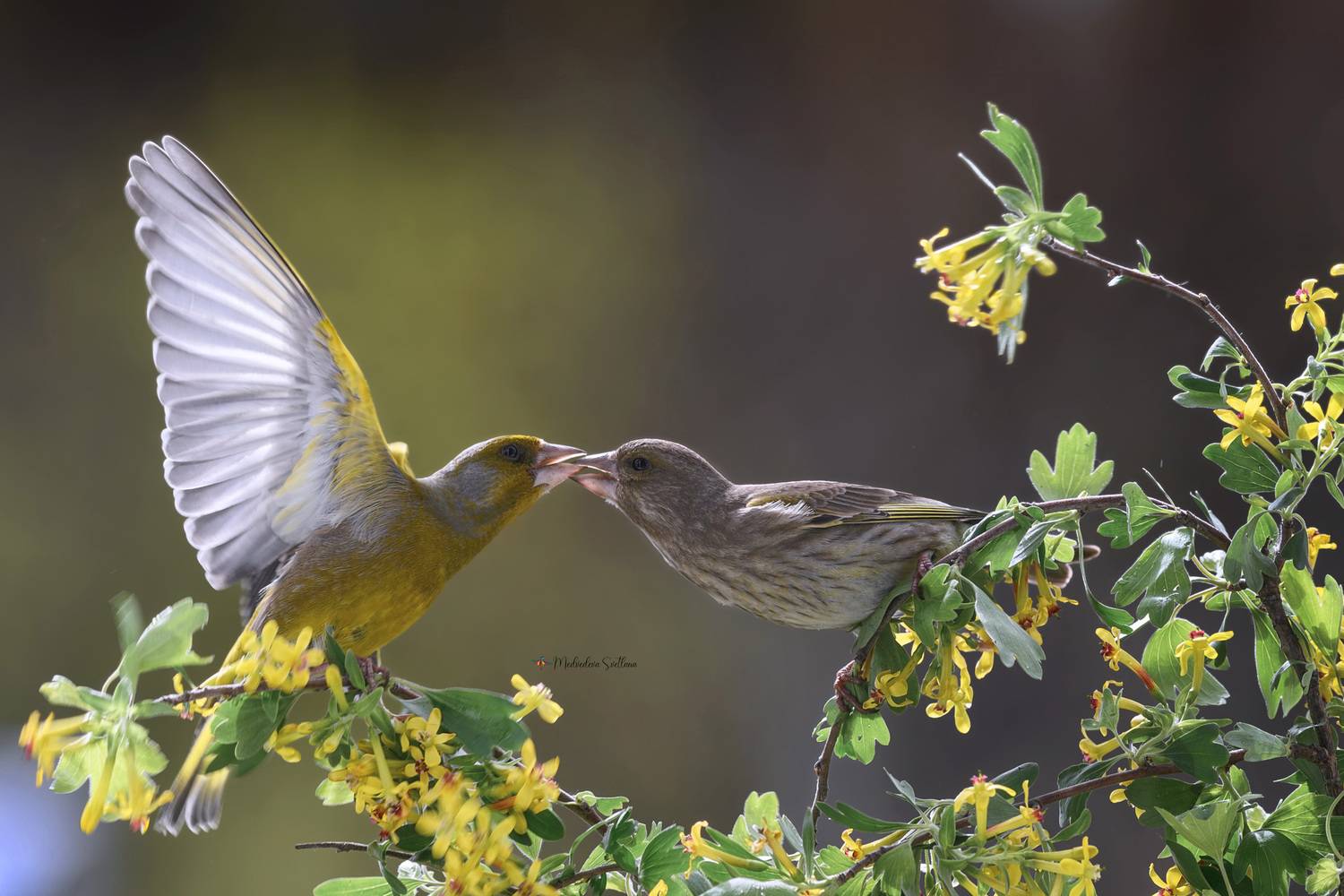 фотоохота, птица, зеленушка, весна, Медведева Светлана