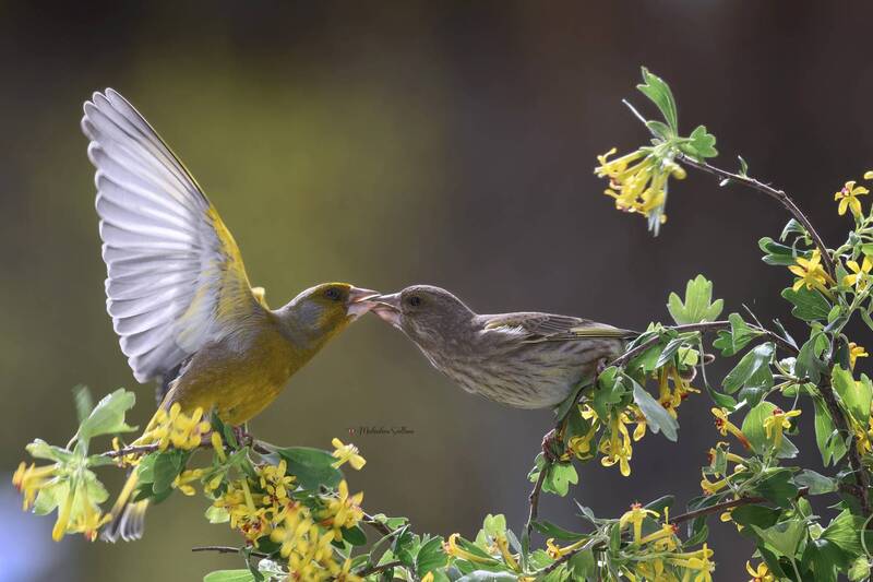 Весенний поцелуй. фото превью