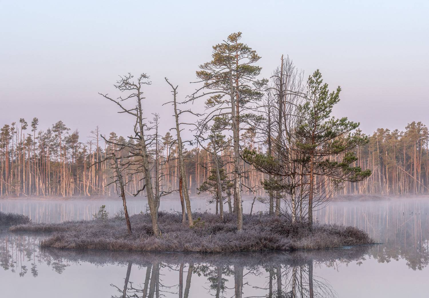 , Гордон Николай