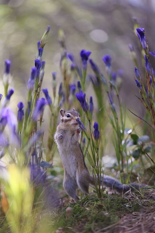 бурундук, горечавочник, якутия, нерюнгри, лето, бурундуиибелкилевиной, женялевина, евгениялевина Летние радости фото превью