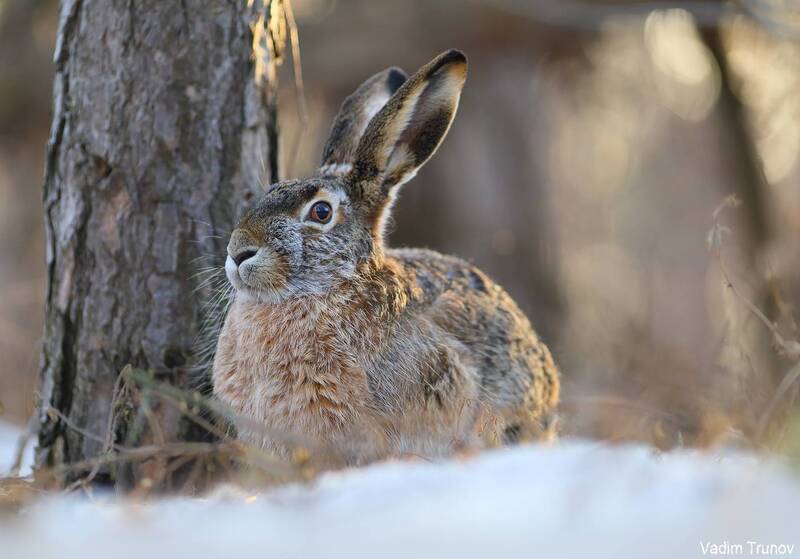 заяц, hare Зайчик фото превью