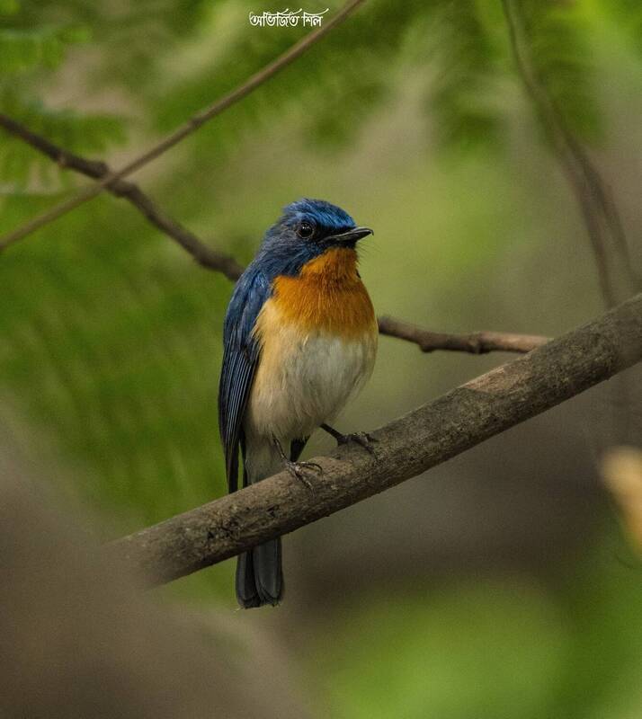 Blue flycatcher фото превью