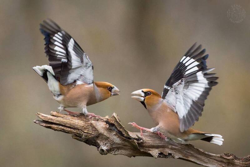 Дубонос - Lens and Feathers фото превью