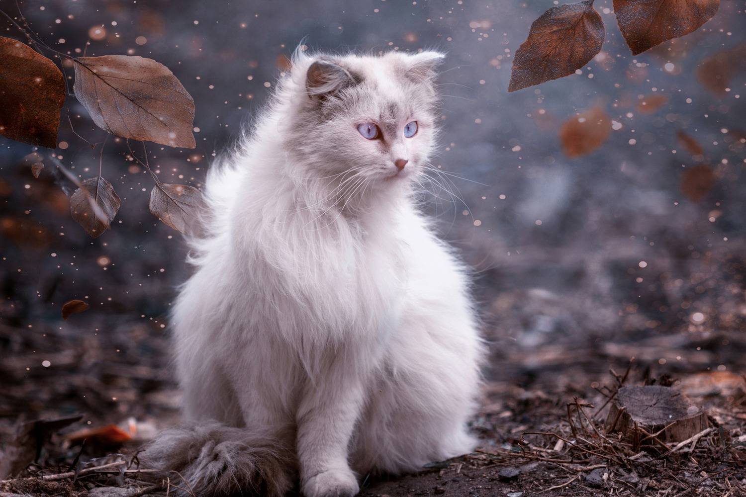 кошка, Александр Канцур