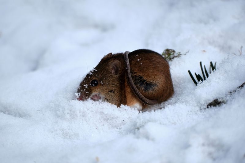 Полёвка фото превью