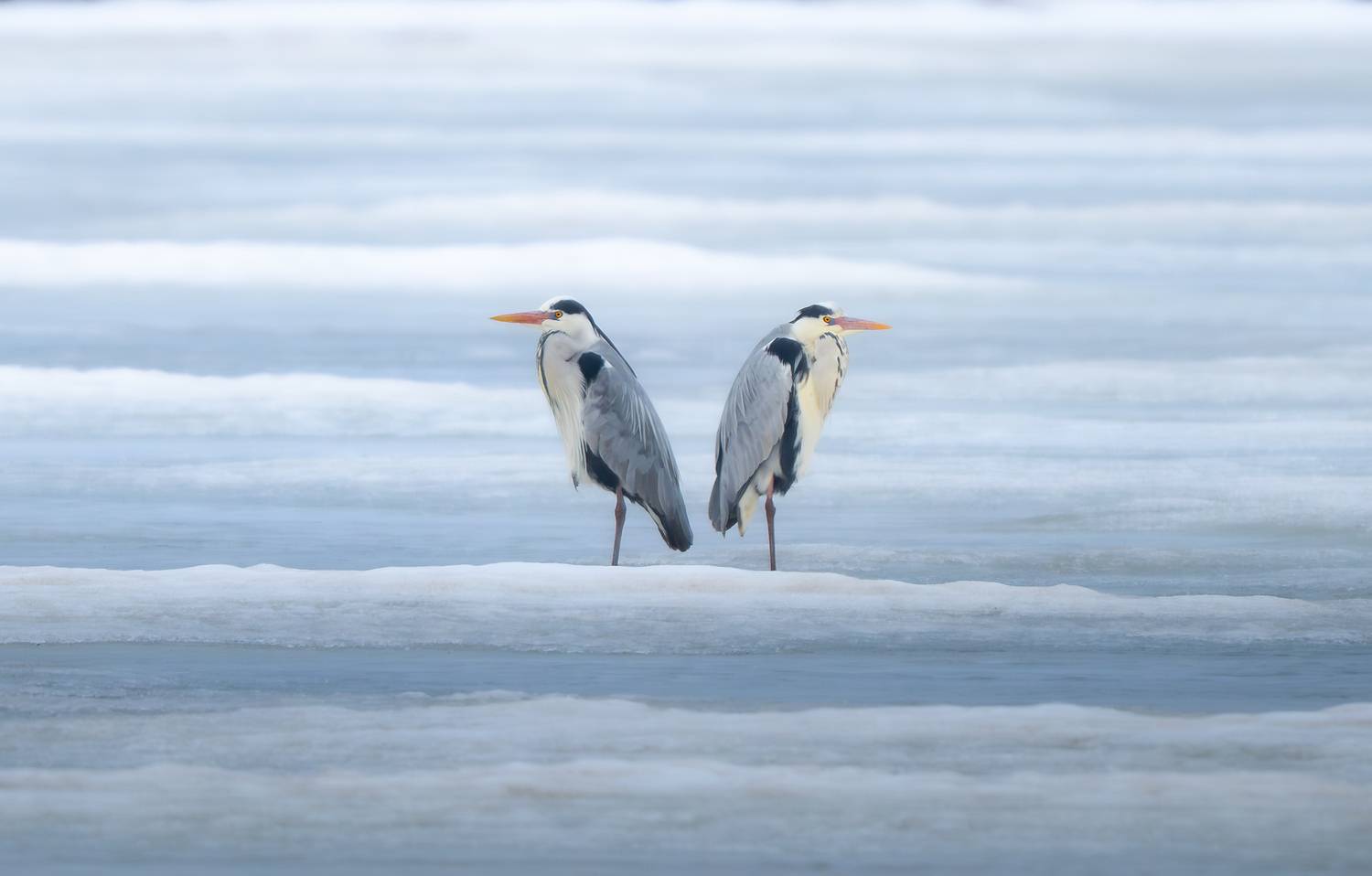 , Ширгин Сергей