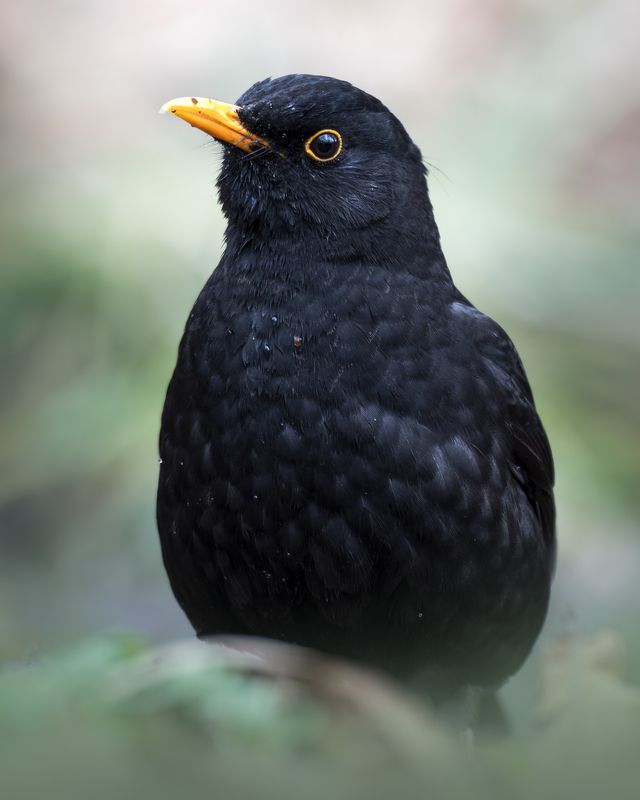 Черный дрозд (Turdus merula)  фото превью