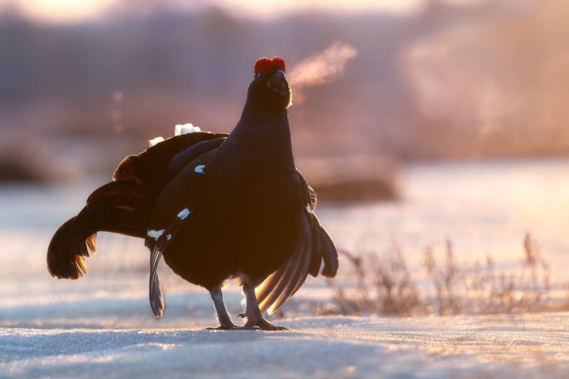 Тетерев, птицы, токование, лес, природа, фотоохота, утро, болото Пыхтящий тетерев фото превью