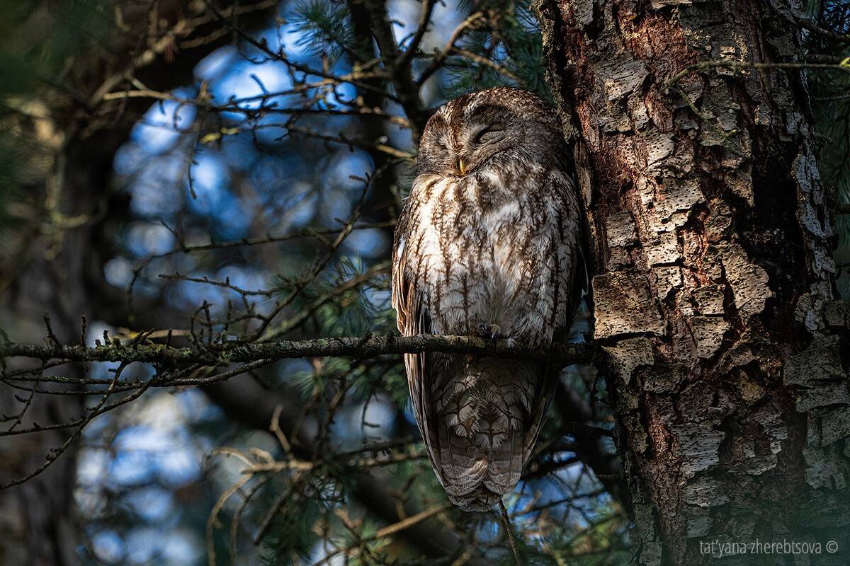 , Татьяна Жеребцова